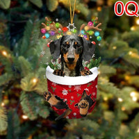 OQ-Dapple Dachshund