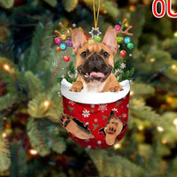 OU-Brown french Bulldog