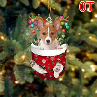 OT-Basenji