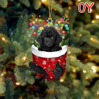 OY-black toy Poodle