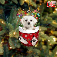 OE- white Maltese-k