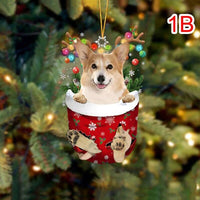 1B-Corgi 2