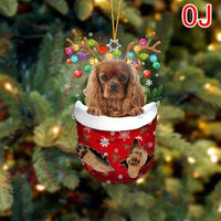 OJ Cavalier King Charles Spaniel 4