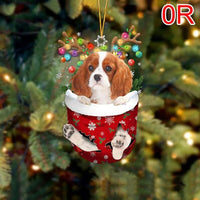 OR-Cavalier King Charles Spaniel